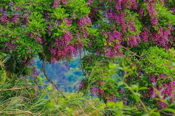 Lên Sơn Trà vào mùa hoa thàn nở rộ một màu tím ngắt - Ảnh 1