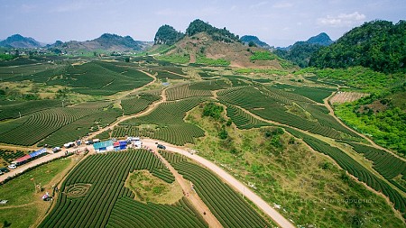 Du lịch Mai Châu - Mộc Châu 2 ngày 1 đêm (Mùa hái mận)